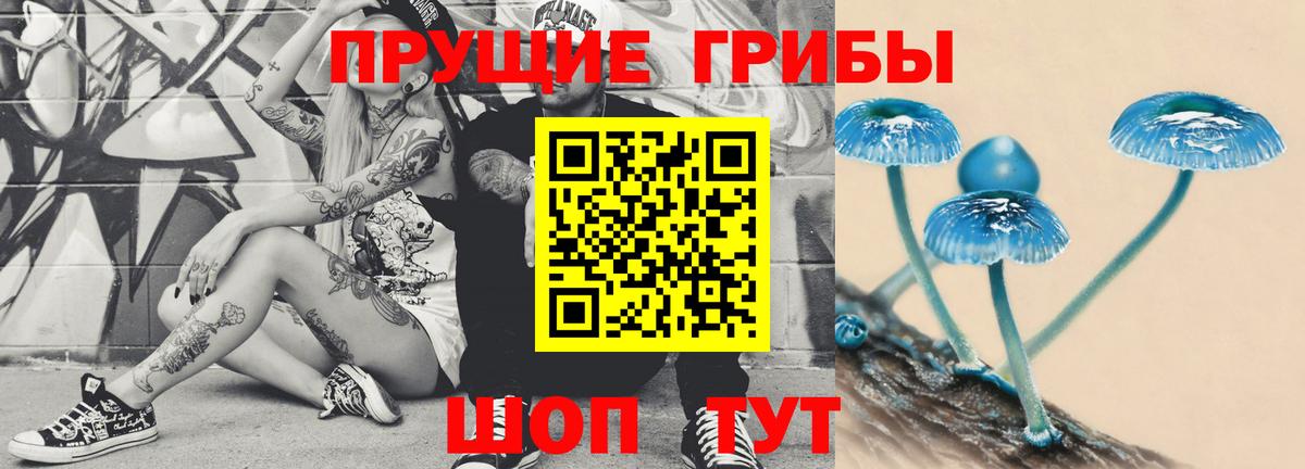 Псилоцибиновые грибы Psilocybe Кисловодск
